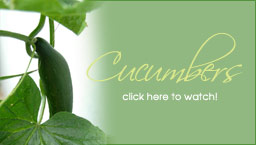 Cucumbers