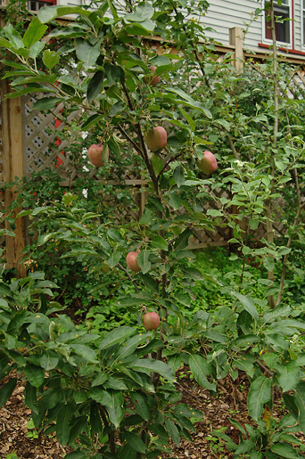 Apple Tree