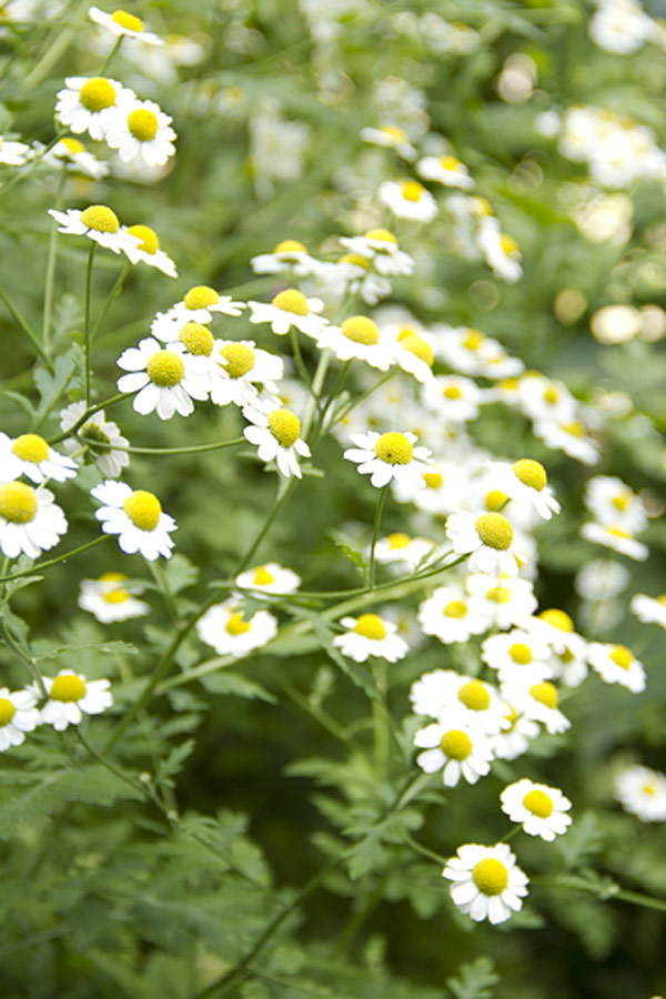 Feverfew