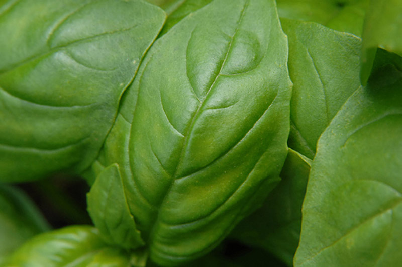 Genovese Basil