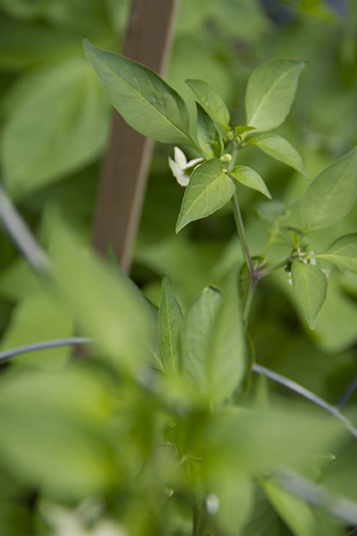 Pepper Plant