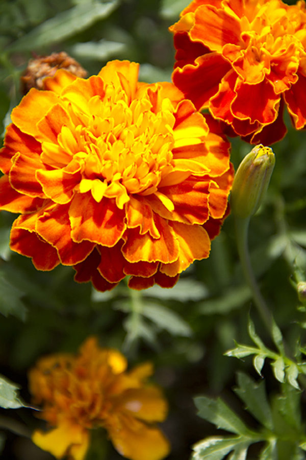 Petite Marigold