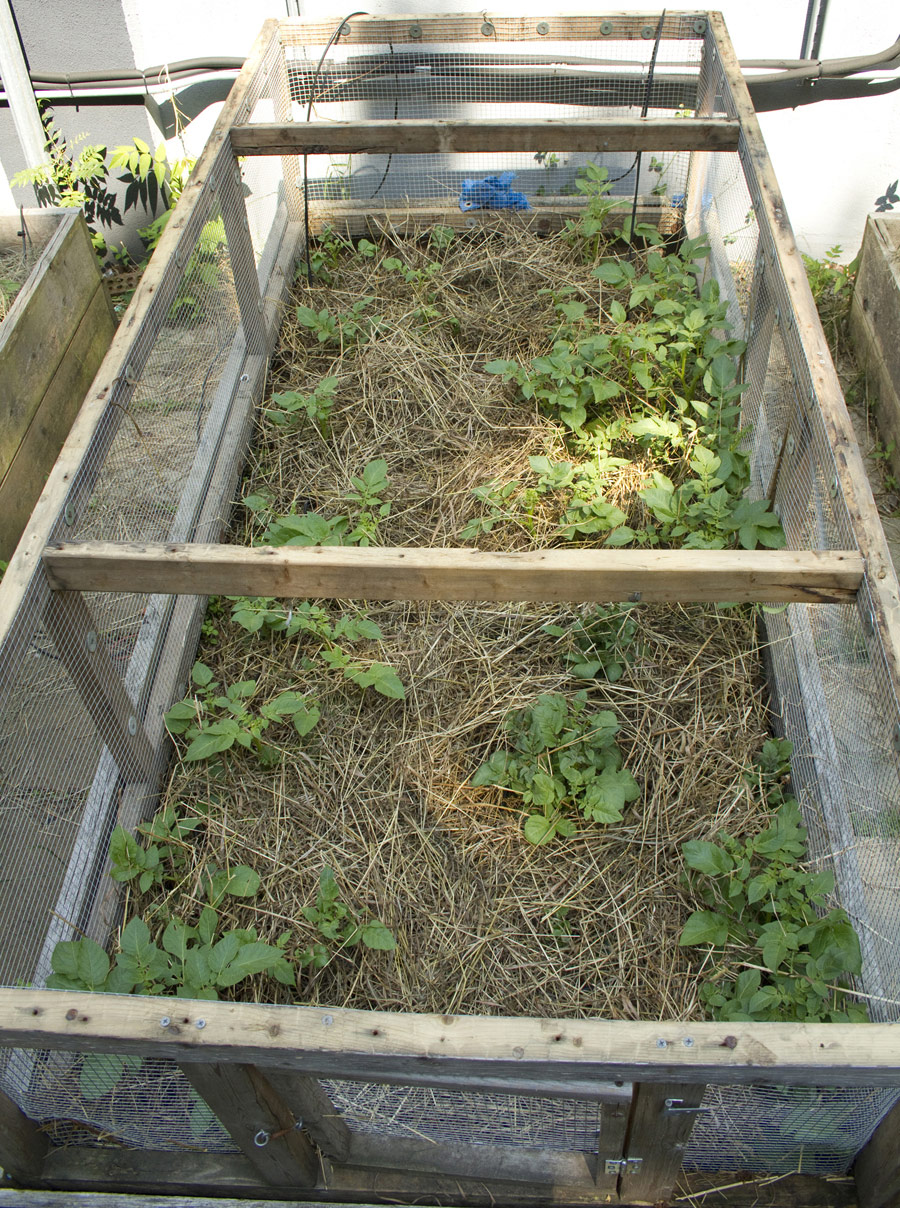 Potato Planting Bed
