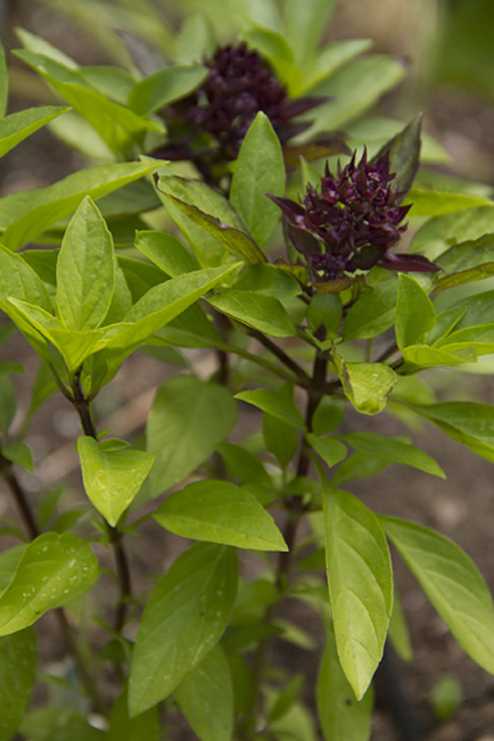 Thai Basil