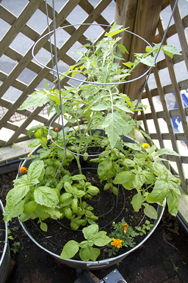 Tomato Sauce Container Garden