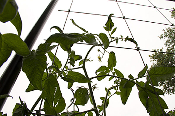 Tomato Trellis