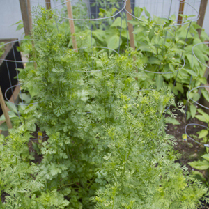 Latin Caribbean Garden Bed