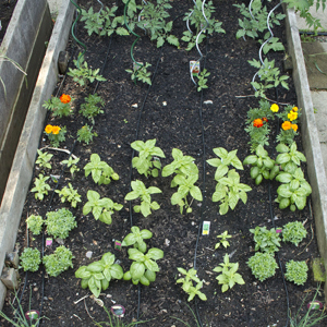 Tomato Sauce Bed