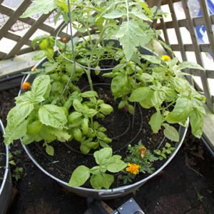 Tomato Sauce Container Garden